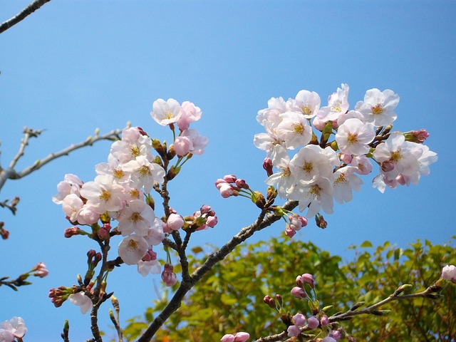Free Cherry Blossoms Flowers photo and picture