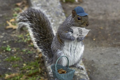 Free Squirrel Whimsy photo and picture