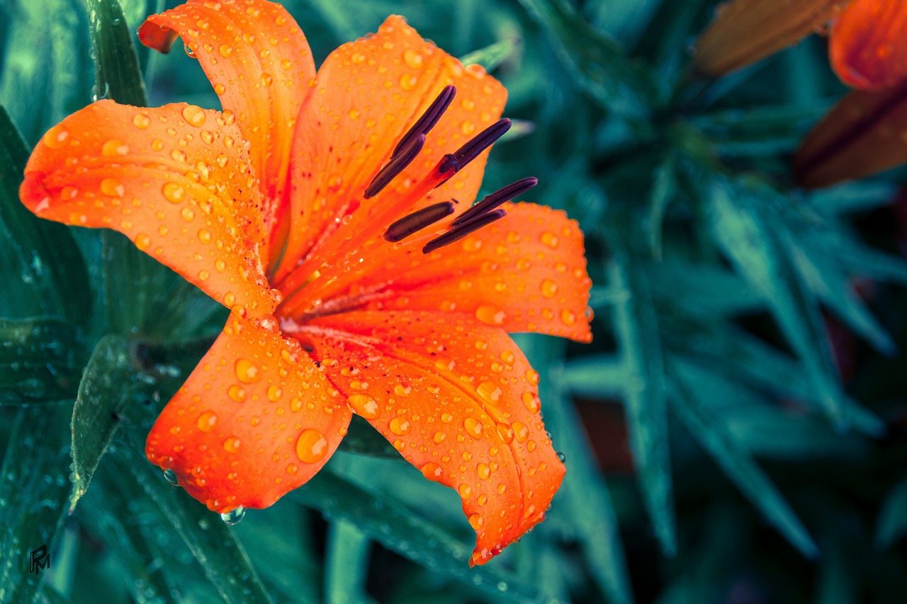Lily - free online jigsaw puzzle photo