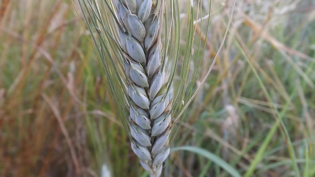 Free Grain Wheat photo and picture