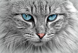 Cat, Animal, Cat Portrait, Mackerel