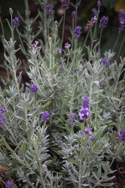 Free Lavender Herbs photo and picture