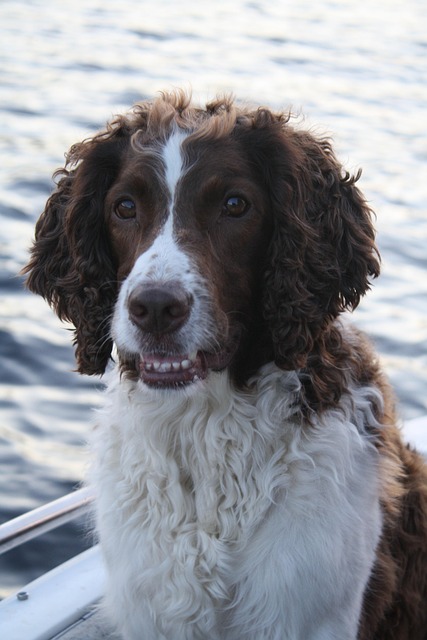 Free Dog Animal photo and picture