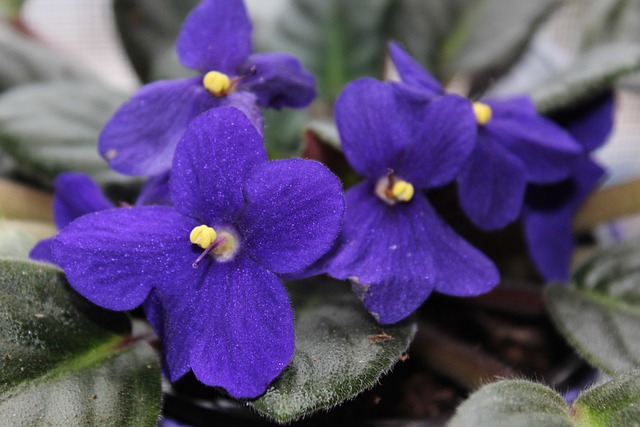Free Flower Violet photo and picture