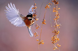 Bird, Wings, Fluttering, Nature