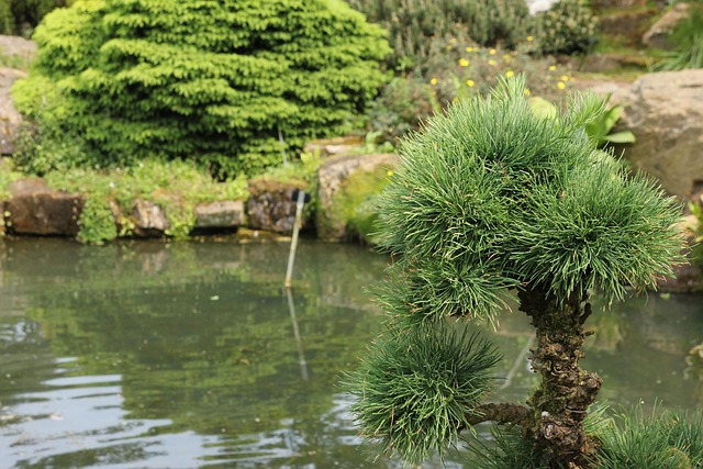 Larix Kaempferi, Lärche, Kieferngewächs