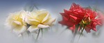 roses, flowers, red