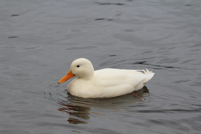 Free Duck Anas Platyrhynchos photo and picture