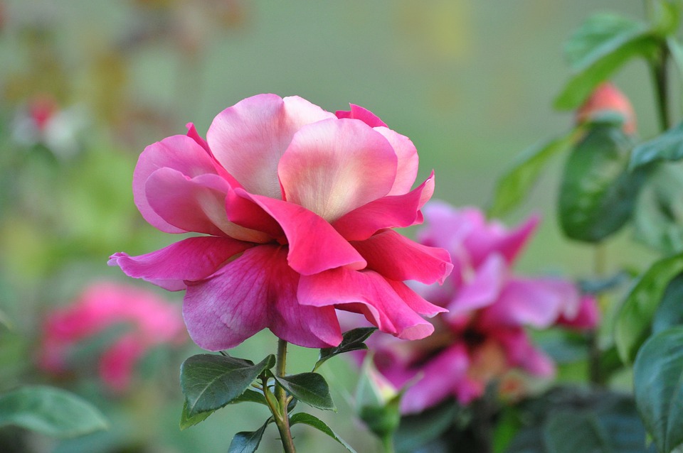 Rose Spring Romantic Green - Free photo on Pixabay - Pixabay