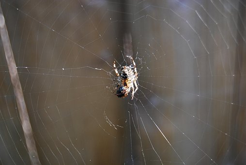 Free Spider Cobwebs photo and picture
