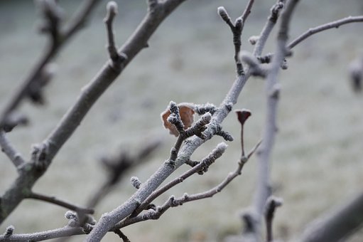 Free Frost Tree photo and picture