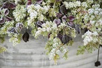 red clover, cloverleaf, pot