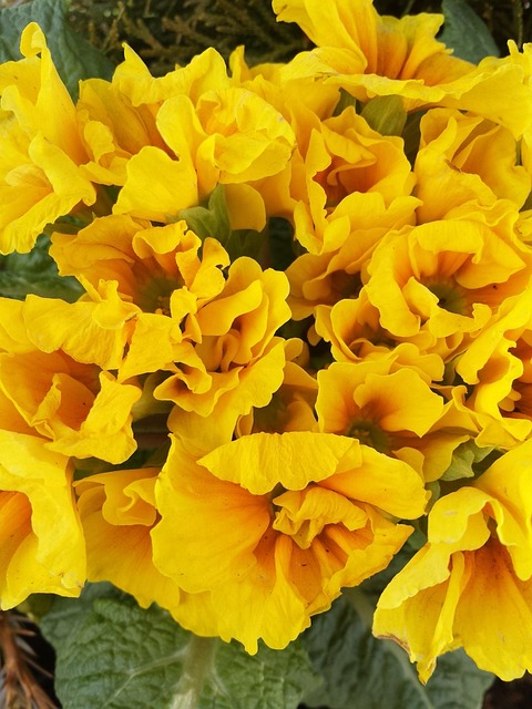 Free Primula Spring photo and picture