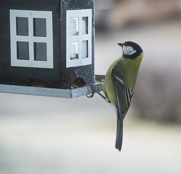 Free Small Birds Nature photo and picture