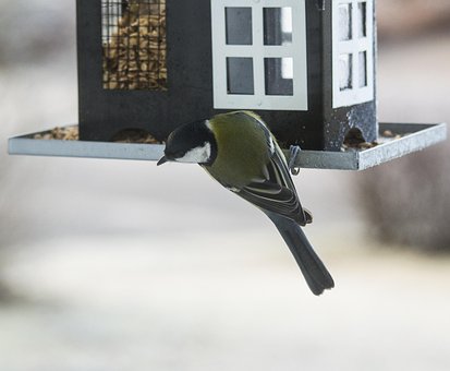 Free Small Birds Nature photo and picture