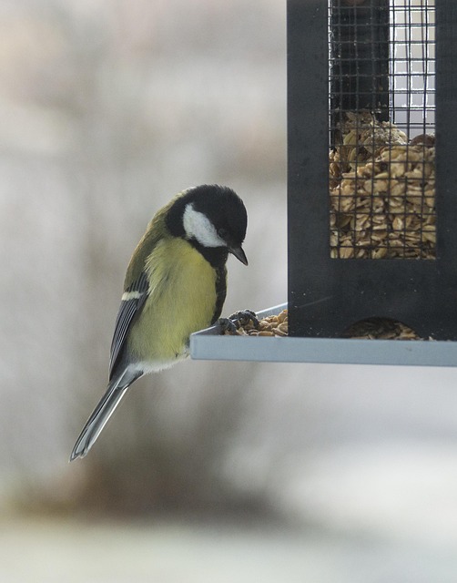 Free Small Birds Bird Table photo and picture