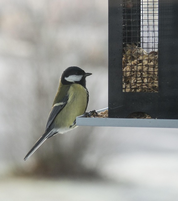 Free Small Birds Bird Table photo and picture