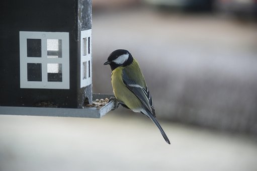 Free Small Birds Bird Table photo and picture