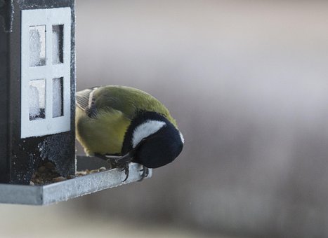 Free Small Birds Bird Table photo and picture