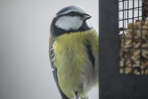 Free Small Birds Bird Table photo and picture