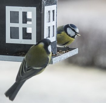 Free Small Birds Bird Table photo and picture