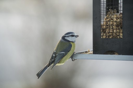 Free Small Birds Bird Table photo and picture