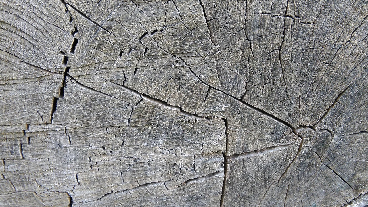 Tree Slice Annual Rings Wood - Free photo on Pixabay - Pixabay