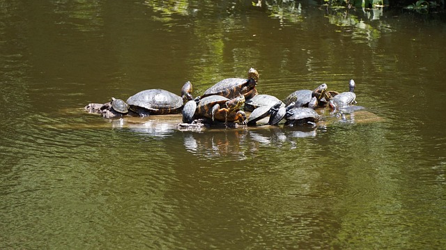 Tartarugas, Répteis, Animal De Água