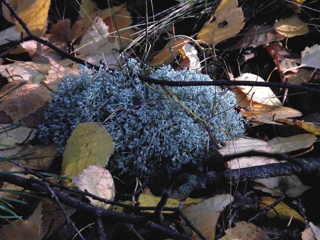 Flechten, Moose, Wald, Vlies