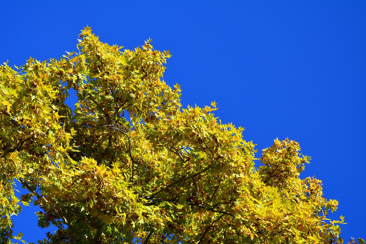 秋天 树 树叶 - Pixabay上的免费照片 - Pixabay