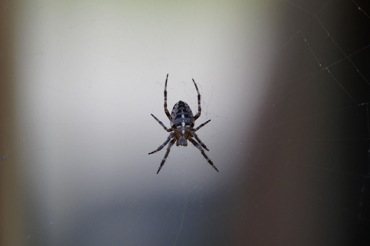 Spider Araneus Insect Close - Free photo on Pixabay - Pixabay