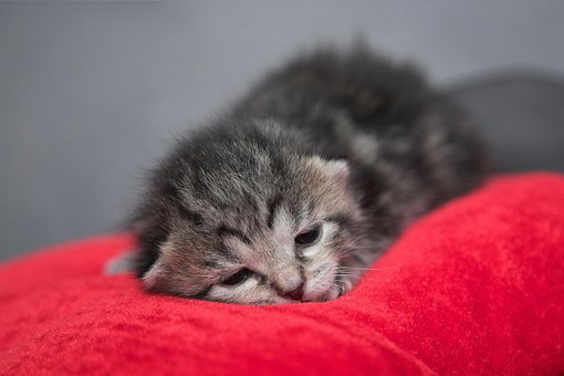 Všetky Teen mačička pics kto dáva najlepšiu ranu prácu