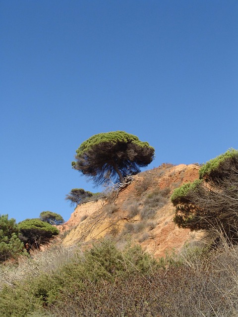 Free Algarve Tree photo and picture