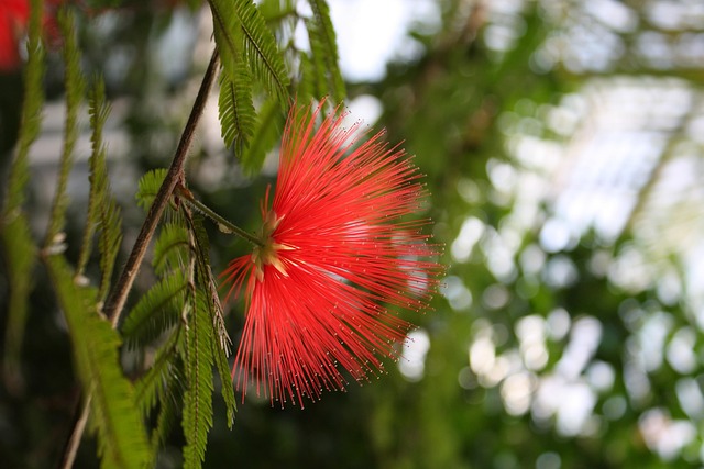 Free Flora Nature photo and picture