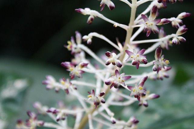 Free Flower Blossom photo and picture