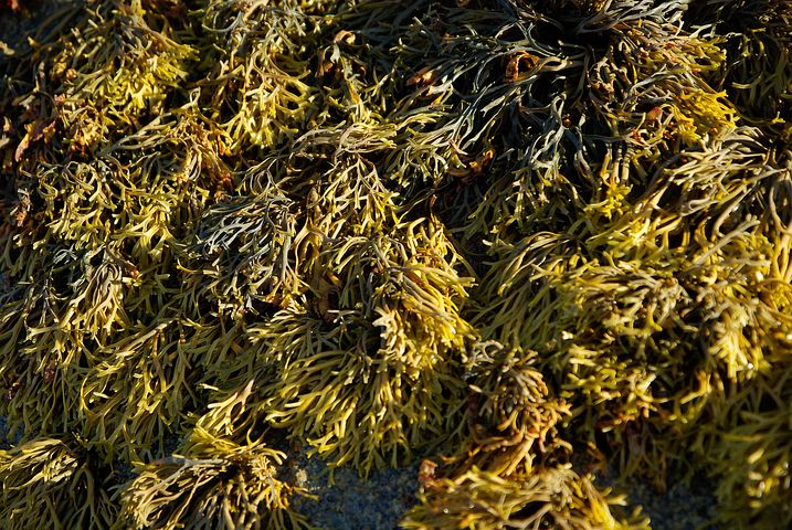 300+ Free Algae & Seaweed Images - Pixabay