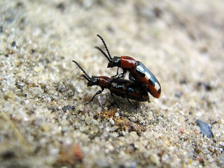 Free Beetles Insects photo and picture