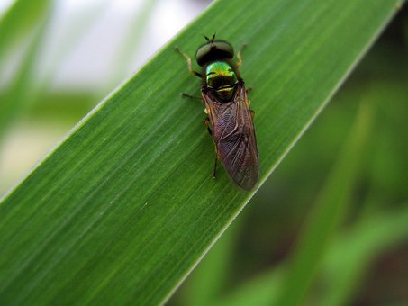 Free Mucha Insect photo and picture