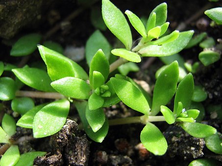 Free Plant Rockery photo and picture