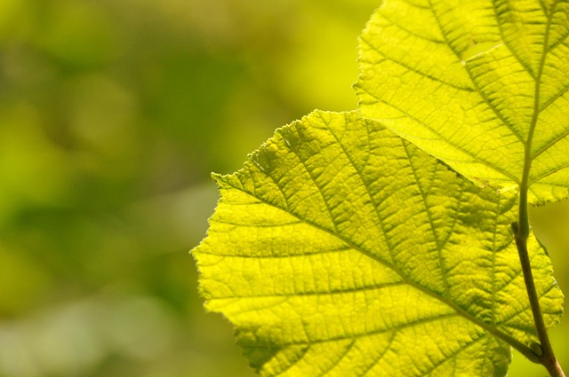 Free Leaves Nature photo and picture