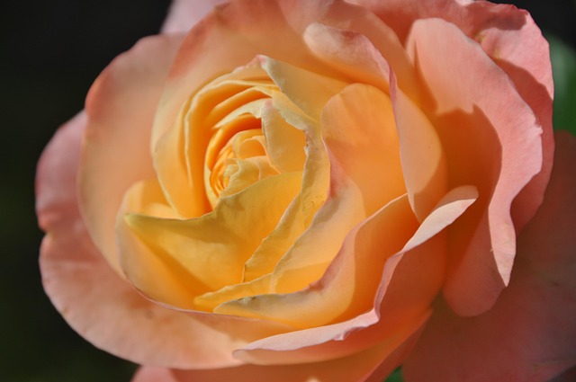 Free Rose Pink photo and picture