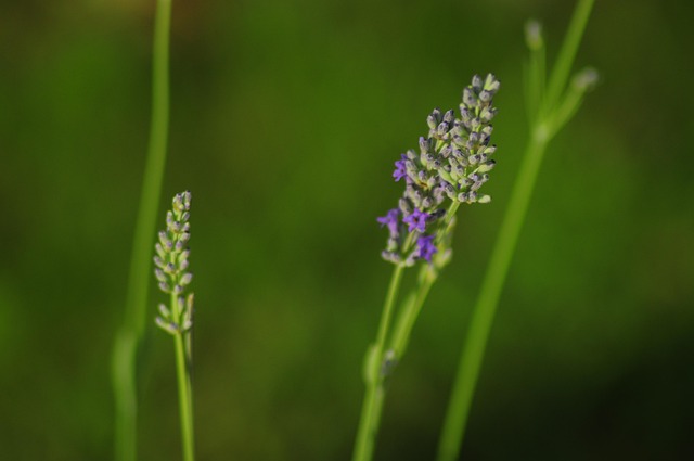 Free Lavender Plant photo and picture