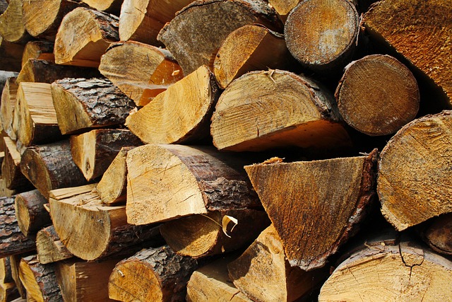 Free Trees Logs photo and picture