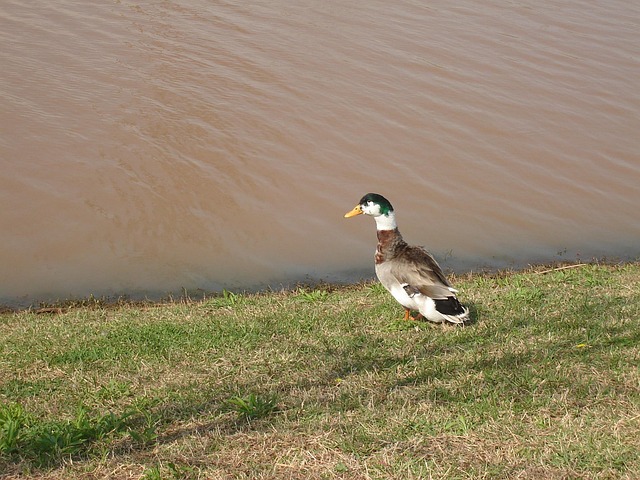 Free Duck Pond photo and picture