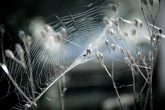 Free Canvas Spider photo and picture