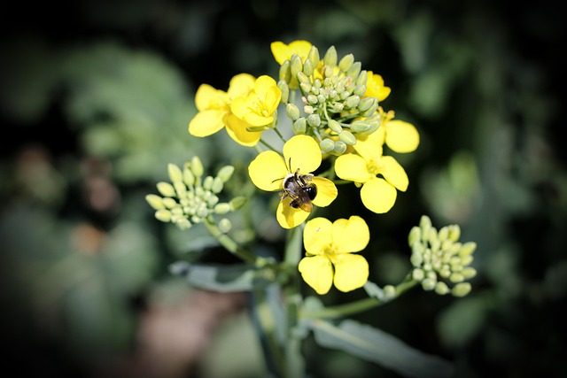 Free Flowers Nature photo and picture