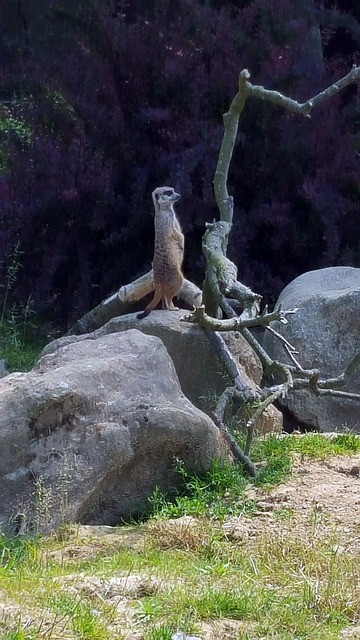 Erdmännchen, Kölner Zoo, Gehege, Steine