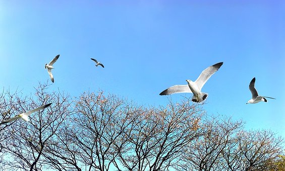 Free Trees Park photo and picture