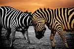 safari, zebra, animal