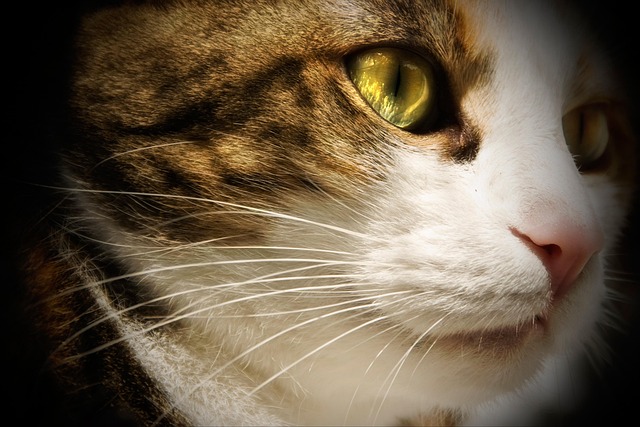 Free Cat Animal photo and picture
